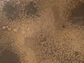 Superficie ruvida con macchie scure su sfondo dorato, che colore è il bronzo.